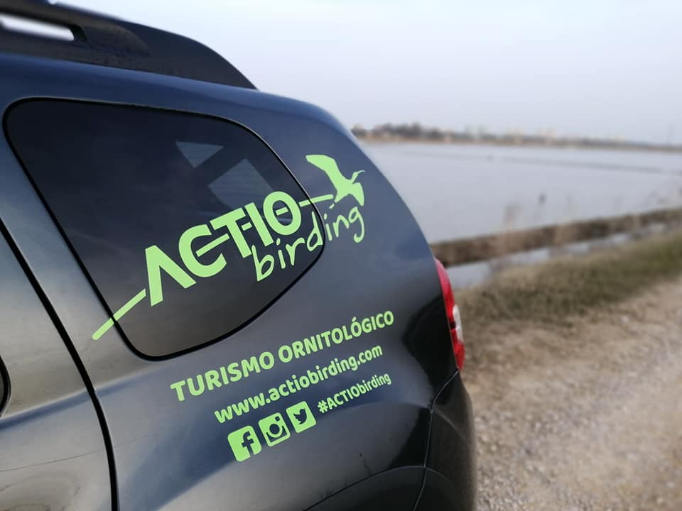 Actio Birding