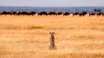 safaris en Africa